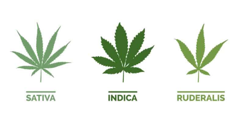Liść marihuany poszczególnych odmian