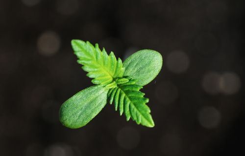 Młoda roślina cannabis wyhodowana z nasiona marihuany